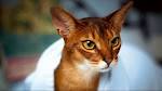 Abyssinians for Sale | Cats on Oodle Classifieds