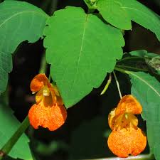 Image result for Valeriana capensis