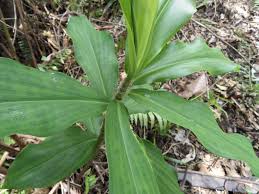 Image result for Musanga