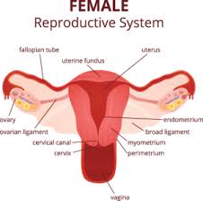 This diagram depicts female anatomy organs diagram with parts and labels. Female Reproduction Nevada Center For Reproductive Medicine