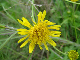 Image result for Berkheya setifera