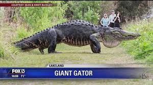 Check spelling or type a new query. Video Of Giant Florida Alligator Goes Viral Youtube