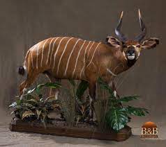 Pin On Tragelaphus Euricerus Bongo