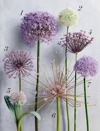Think spring by planting bulbs that will. Alliums Are The Fireworks Of The Garden Plant Now For A Pretty Parade Of Flowers Next Spring And Summer Better Homes Gardens Herb Garden Design Allium Flowers Bulb Flowers