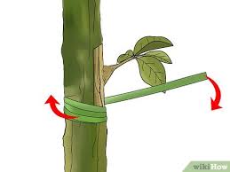 نتیجه جستجوی لغت [graft] در گوگل