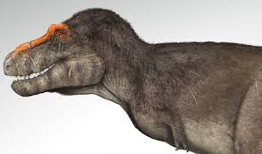 How to give your dinosaur adding muscles helps give the dinosaur a more realistic shape. Turns Out Dinosaurs Probably Had Feathers This Artist Is Using Science To Draw More Accurate Pictures