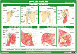 Shoulder tendonitis leads to shoulder joint problems. Shoulder Joint Anatomy Poster Chartex
