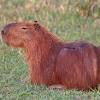 Though they resemble rodents, quokkas are actually marsupials! Https Encrypted Tbn0 Gstatic Com Images Q Tbn And9gctfv4amgsdex1bmmyeg 48azrdbugrb 6zxq75fcvwwqbzz11iy Usqp Cau