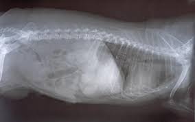 It is divided into two major sections: 10 Warning Signs Your Pet Has Cancer In 2021 Homeoanimal Com