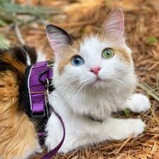 Image result for kitler