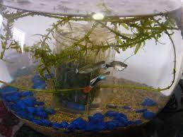 Pin On Rooting Plants