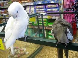 Yaheetech mini macaw goffin cockatoo cockatiels african grey amazon parrots indian ring neck parakeets green cheek conures caique doves open playtop parrots bird cage. Cockatoo And A Cockatiel Youtube