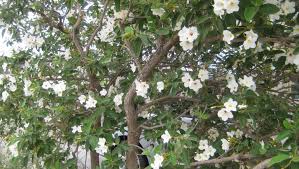 Image result for Cordia