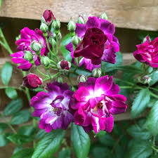 This colorful perennial produces cool sky blue flower spikes atop the neatly mounded, aromatic foliage. Rosa Mehv9601 Syn Rosa Perennial Blue Rosa Mehblue Rose Perennial Blue Rambler In Gardentags Plant Encyclopedia