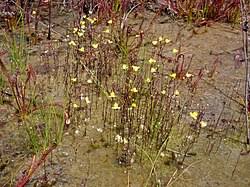 Image result for Utricularia appendiculata