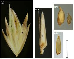 Image result for Aristida stenostachya