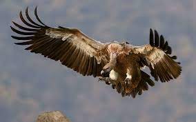 Which is the biggest bird in the world? Hd Wallpaper The Griffon Vulture Gyps Fulvus Is A Large Old World Vulture In The Bird Of Prey Family Accipitridae Wallpaper Flare