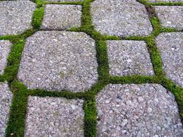 How To Kill Moss On Pavers: 10 Methods – The Paver Sealer Store