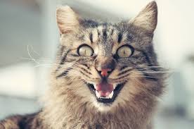 Image result for contented sleeping kitty