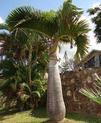 Ciri Ciri Dan Jenis Jenis Pohon Palem Bibitbunga Com