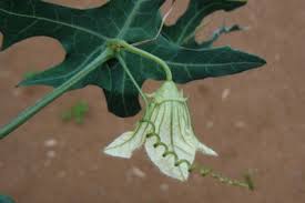 Image result for Coccinia sessilifolia