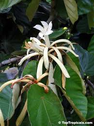 Image result for Pterospermum acerifolium