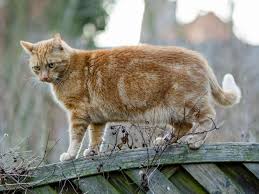 Andere vertreten die ansicht, dass der eingriff besser schon vorher durchgeführt werden sollte im rahmen einer sogenannten frühkastration. Das Mussen Halter Uber Die Kastration Bei Katzen Wissen Weser Kurier Nachrichten Aus Bremen Und Niedersachsen