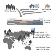 Check spelling or type a new query. Analysis Of Human Sequence Data Reveals Two Pulses Of Archaic Denisovan Admixture Cell