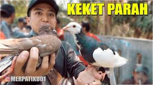 When shopping for fresh produce or meats, be certain to take the time to ensure that the texture, colors, and quality of the food you buy is the best in the batch. Grebek Pasar Burung Merpati Sampang Youtube