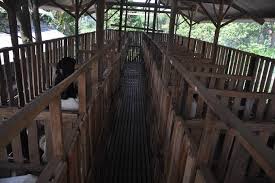 Bocil berkembang biak di gubuk bekas kandang kambing di grebeg. Kandang Kambing Yang Ideal Untuk Penggemukan Kambing Artikel Pertanian Terbaru Berita Pertanian Terbaru
