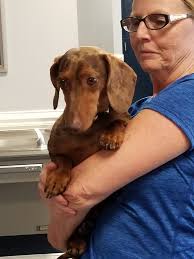 Animal control picked up a dog at Harris Teeter in Surfside this morning.  So if anyone is missing the dog. ￼