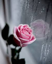 Instagram Goruntunun Olasi Icerigi Cicek Ve Bitki In 2020 Flowers Photography Beautiful Rose Flowers Beautiful Flowers Wallpapers