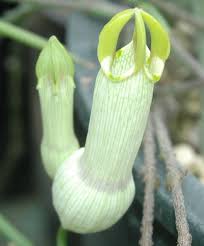 Image result for Ceropegia albipilosa