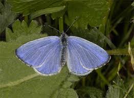 Image result for Celastrina argiolus