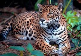 The majority of jaguars are orange, yellow or tan. Jaguar O Panthera Onca Extincion Animal 2021