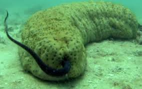 Istilah hewan langka ini digunakan untuk binatang yang tapi sangat disayangkan, keberadaan hewan yang terancam punah atau hewan langka semakin banyak saja sekarang ini karena disebabkan beberapa. Ikan Mutiara Hewan Laut Pecinta Anus Re Tawon