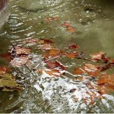 Daun kering yg telah jatuh. Daun Kering Di Sungai Steemit