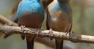 Brown Bird With Red Cheeks 