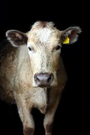 A Place In The Country Cow Photography Cow Photos Cow Pictures