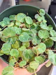 Image result for Loxodera bovonei