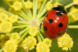 Was den insekten nicht hilft. Insektenfreundlicher Garten Nabu