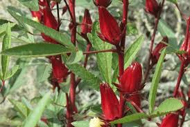 Image result for Hibiscus rostellatus