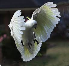 Australian Birds In Flight Images Sulphur Crested Cockatoo In Flight By Chezem Cockatoo Australian Native Birds Australian Parrots