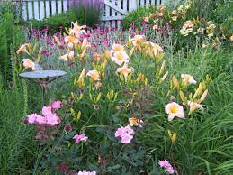 Lilies Etc Day Lilies Fine Gardening Rose Campion