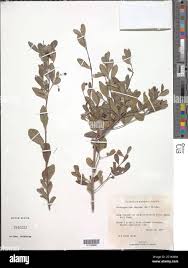 Image result for Crossopetalum
