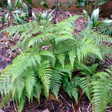 Image result for Ctenitis