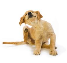 Futtermittelallergien Und Unvertraglichkeiten Bei Hunden Tierarzt Dr Holter