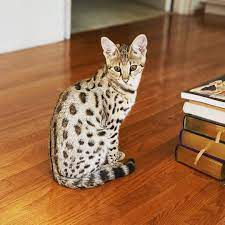 Gatsy Savannah Kittens Savannah Cat For Sale Savannah Kittens For Sale F1 Savannah Cat For Sale