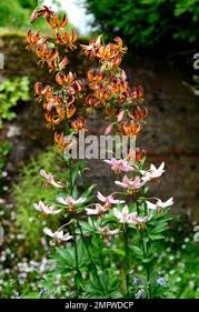 Image result for Lilium martagon `Arabian Night`