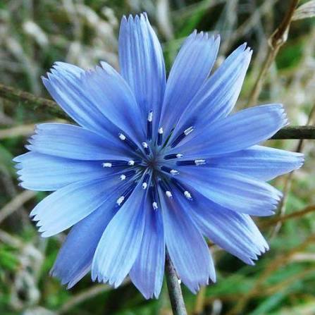 Cichorium Intybus Extract
